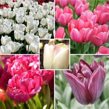 Harmonie de Tulipes Douceur printanière