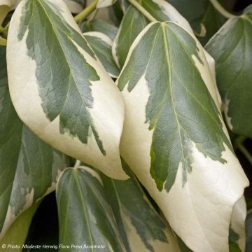 Lierre de Colchide - Hedera colchica Dentata Variegata