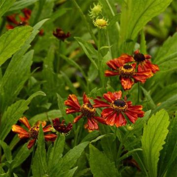 Helenium Flammendes Katchen - Hélénie