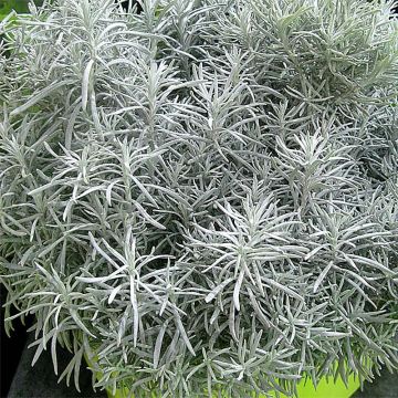 Helichrysum Korma - Immortelle d'Italie, plante curry
