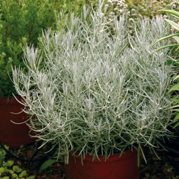 Helichrysum italicum - Plante-curry BIO en plants