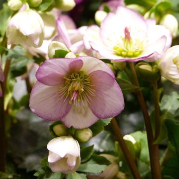 Hellébore Ice'n'Roses Picotee