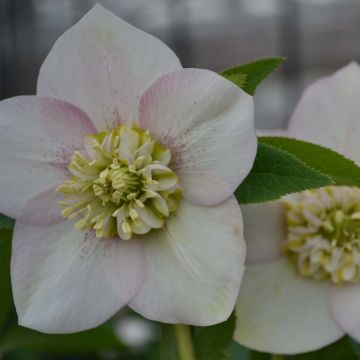 Hellébore orientale Anémone Rose