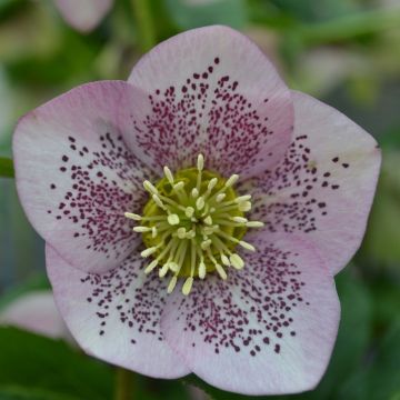 Hellébore orientale Rose guttatus