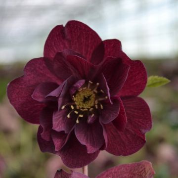 Hellébore ViV® Isabella - Helleborus orientalis