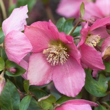 Hellebore Walberton's Rosemary - Rose de Noël hybride