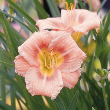 Hemerocallis Everydaylily Rose - Lis d'un jour 