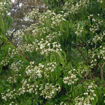 Heptacodium miconioides