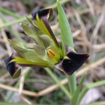 Hermodactylus tuberosus ou Iris tuberosa