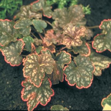 Heuchère - Heuchera Beauty Color