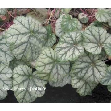 Heuchera mint frost ou menthe glacée