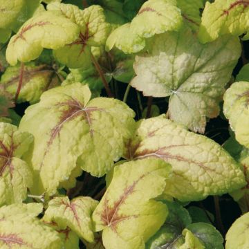 Heucherella Stoplight 