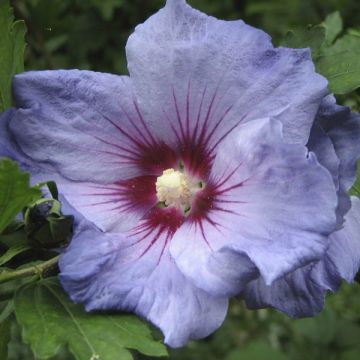 Hibiscus syriacus Oiseau Bleu - Althéa bleu