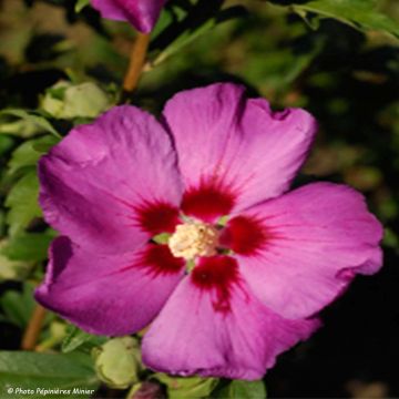 HIbiscus Russian Violet (II) - Althea rose violacé