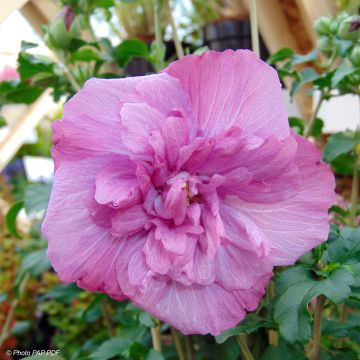 Hibiscus syriacus Magenta Chiffon - Althea double rose pourpre vif