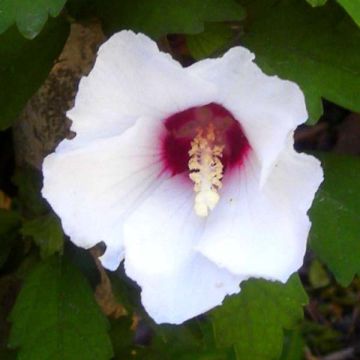 Hibiscus syriacus Speciosus - Althéa