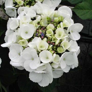 Hortensia - Hydrangea macrophylla Libelle, Teller white
