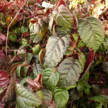 Hortensia - Hydrangea grimpant Winter Surprise