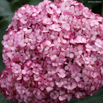 Hortensia arborescens BellaRagazza Mauvette