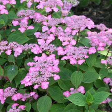 Hortensia - Hydrangea serrata Avelroz