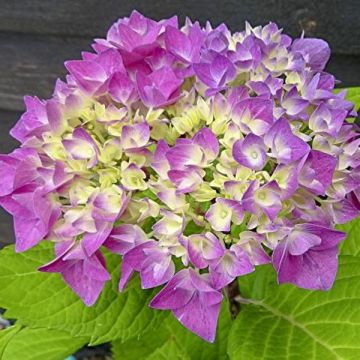 Hortensia - Hydrangea macrophylla Flair & Flavours' Sweet Cupcake