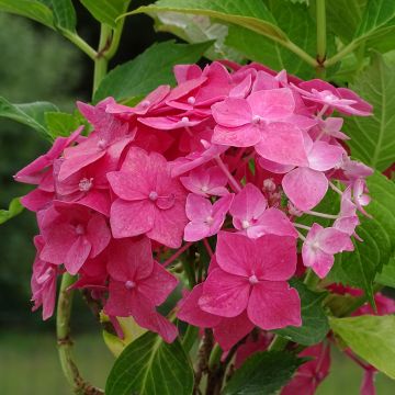 Hortensia macrophylla Constellation