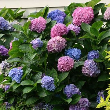 Hortensia - Hydrangea macrophylla L.A Dreamin