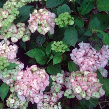 Hortensia - Hydrangea serrata Precioza