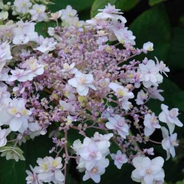 Hortensia - Hydrangea involucrata Yoraku Tama