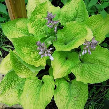 Hosta Coast to Coast 