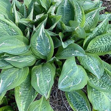 Hosta Moulin Rouge