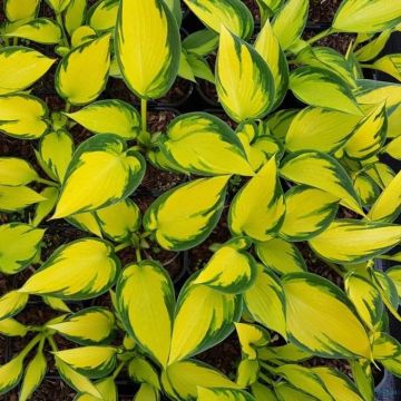 hosta-orange-star