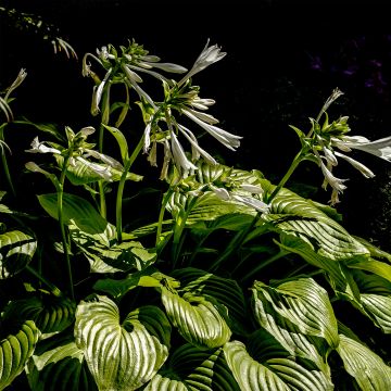 hosta plantaginea grandiflora