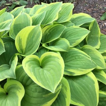 Hosta The King