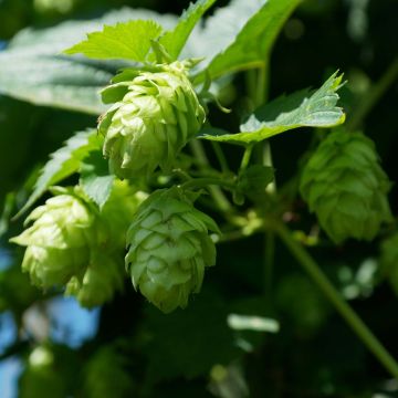 Houblon vert - Humulus lupulus Magnum