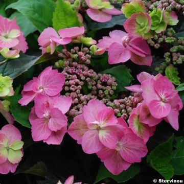 Hortensia - Hydrangea serrata Cotton Candy