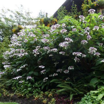 Hortensia - Hydrangea aspera Macrophylla 