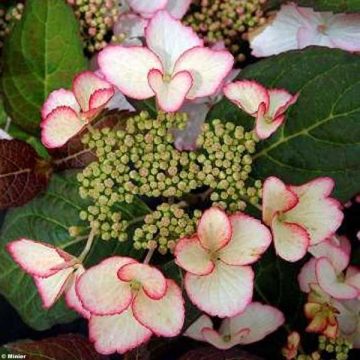 Hortensia - Hydrangea macrophylla Dolce Kiss®