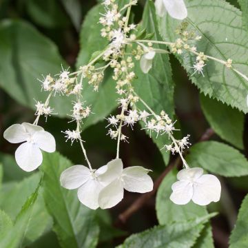 Hortensia - Hydrangea heteromalla