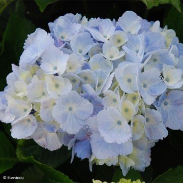 Hortensia - Hydrangea macrophylla Amethyst