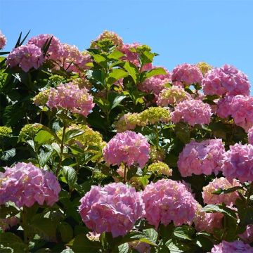 Hortensia - Hydrangea macrophylla Bouquet Rose