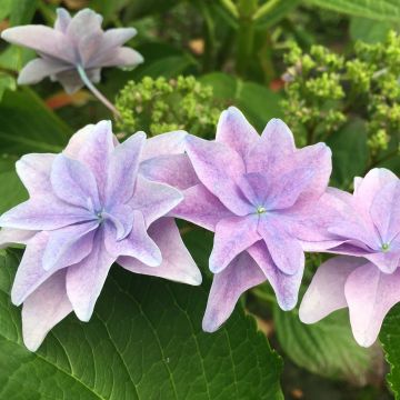 Hortensia - Hydrangea macrophylla Elleair anniversary