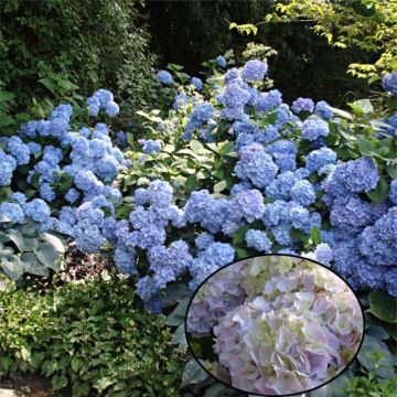 Hortensia - Hydrangea macrophylla Generale Vicomtesse de Vibraye