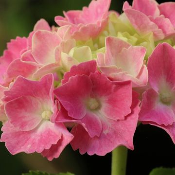 Hortensia - Hydrangea macrophylla Gertrud Glahn