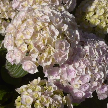 Hortensia macrophylla Kazan