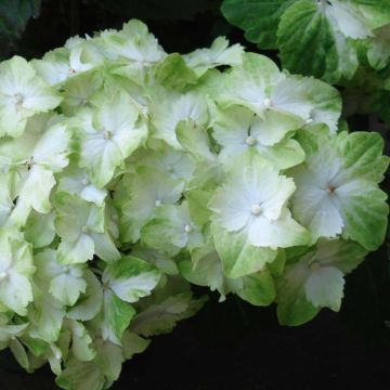 Hortensia - Hydrangea macrophylla Magical Jade