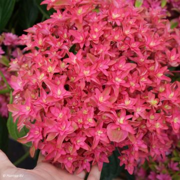 Hortensia - Hydrangea macrophylla Princess Diana
