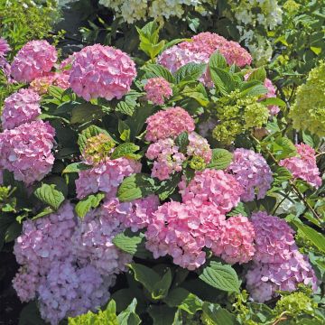 Hortensia - Hydrangea macrophylla So Long® Rosy