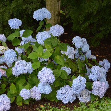 Hortensia - Hydrangea macrophylla So Long® Ebony