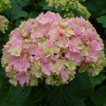 Hortensia - Hydrangea macrophylla You and Me Together